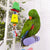 Kazoo Twin Hanging Cardboard Foraging Box