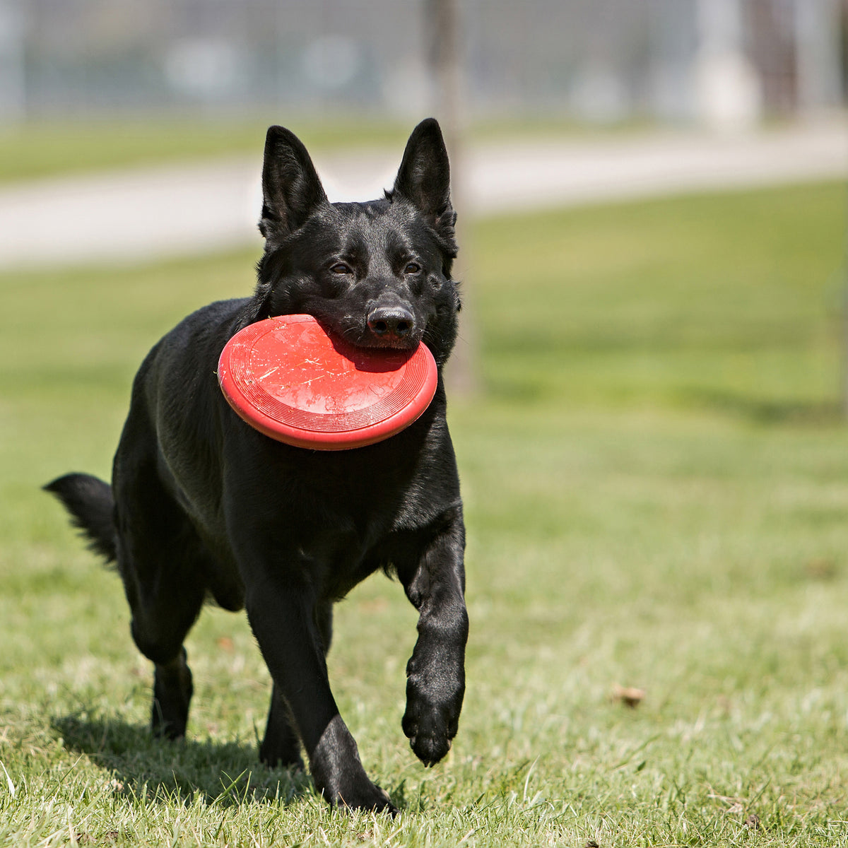 KONG Flyer Frisbee Dog Toy