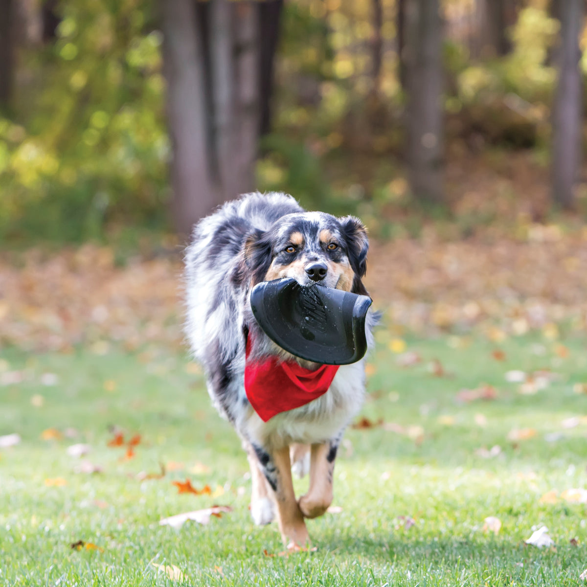KONG Flyer Frisbee Extreme Dog Toy