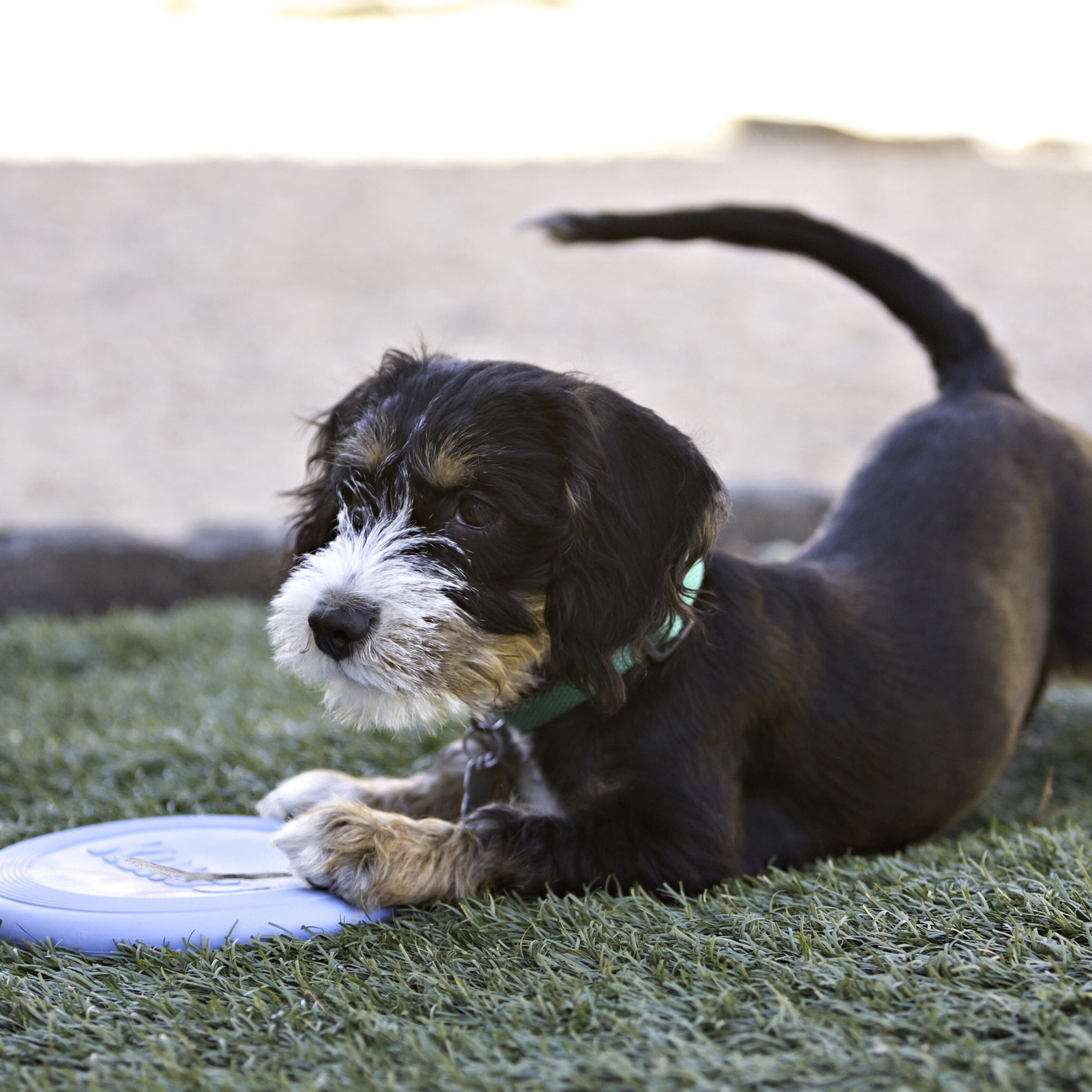 Kong flyer 2024 dog frisbee