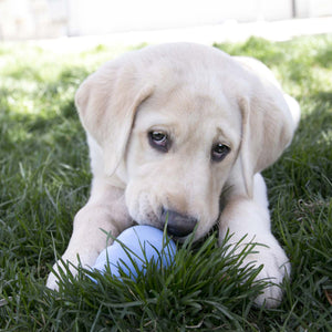 KONG Puppy Dog Toy