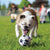 KONG Sports Balls 3pk Dog Toy