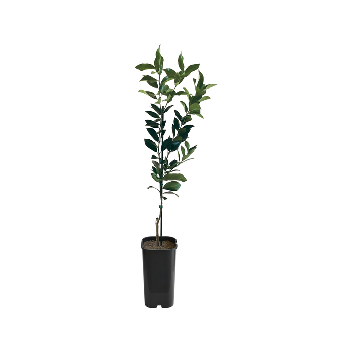 Lemon - Lemonade Grafted
