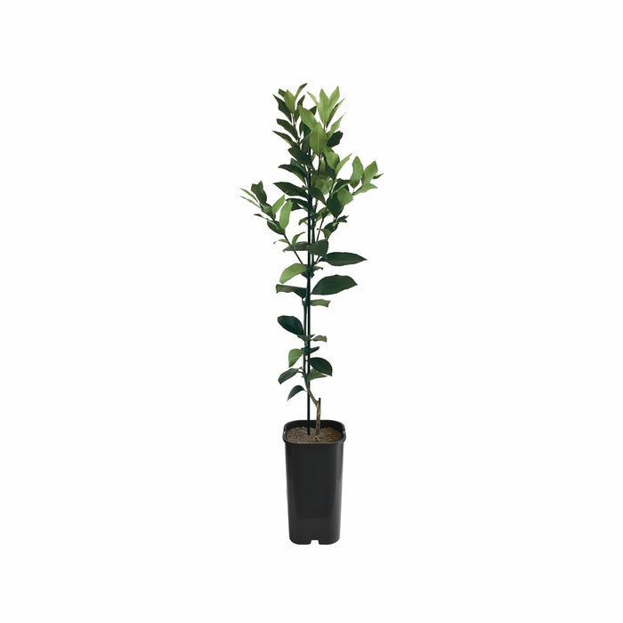 Lemon - Meyer Grafted
