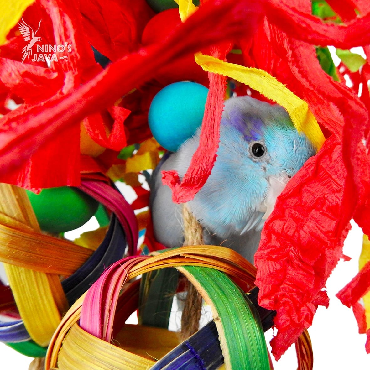 Ninos Java Jellyfish