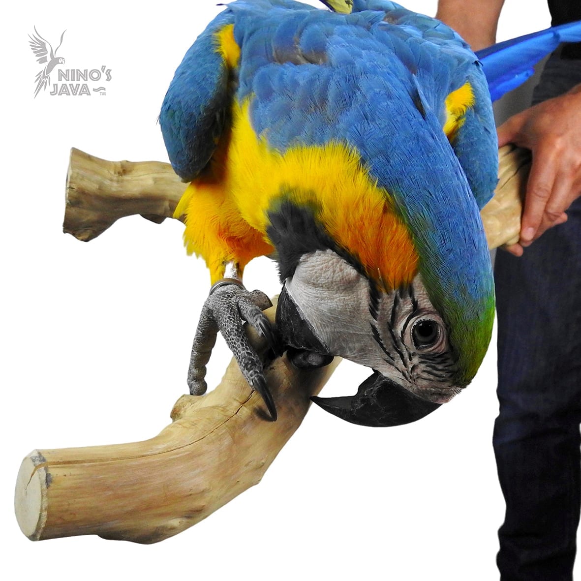 Ninos Java Multi Branch