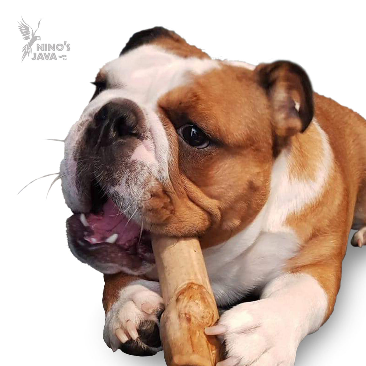 Ninos Java Tuff Chew Dog Toy