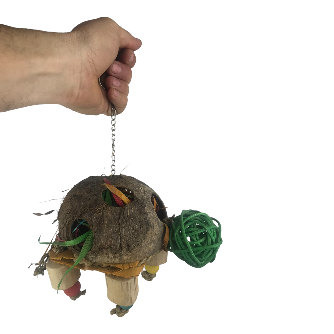 Ninos Java Turtle Forager