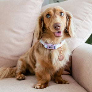 Soft Dog Collar Rainbow Gingham