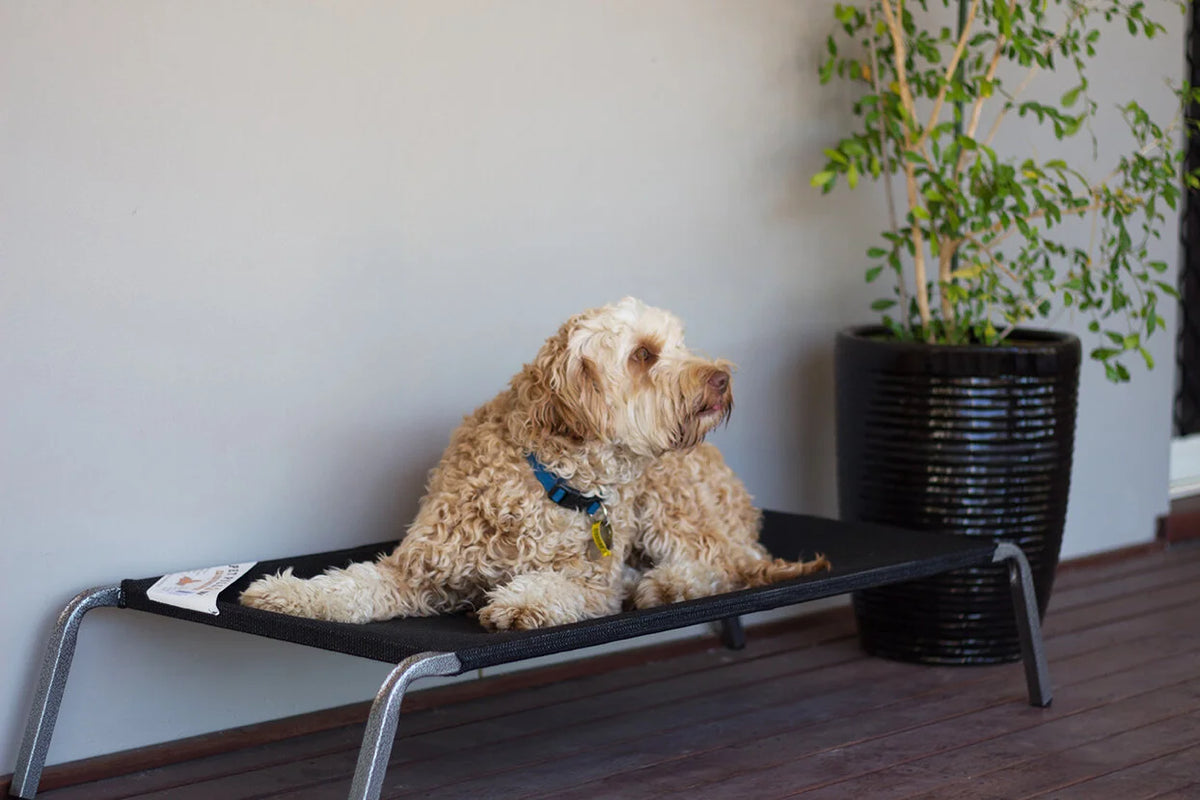 Pet Pillow Flea Free Assembled Dog Bed 700x1000mm