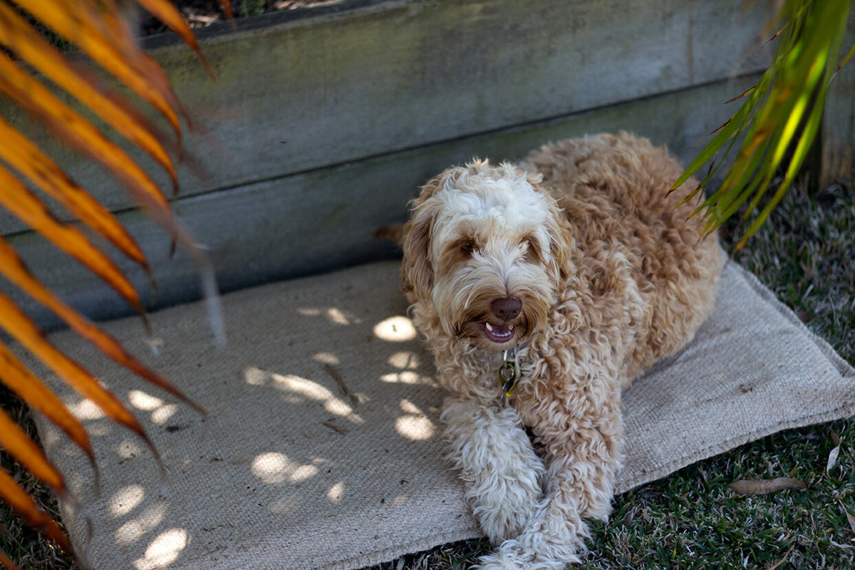 Pet Pillow Hessian Kennel Mat