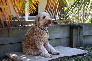 Pet Pillow Hessian Kennel Mat