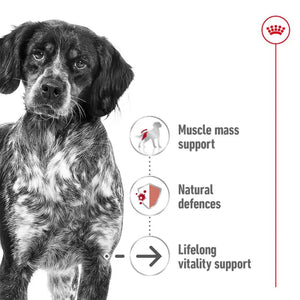 Royal Canin Medium Ageing Wet Dog Food