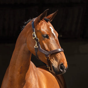 Horseware Ireland Rambo Micklem Headcollar