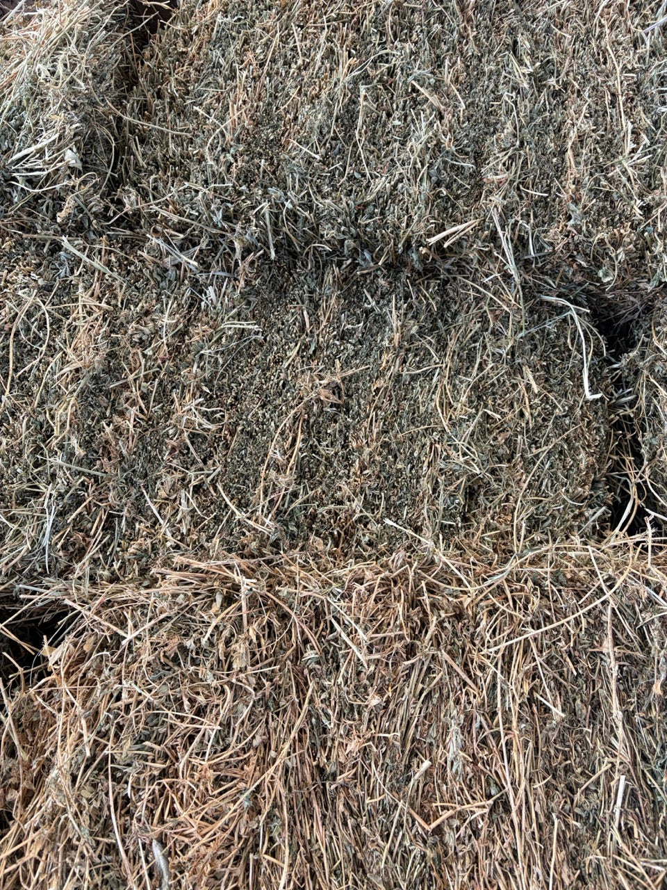 Lucerne Shedded