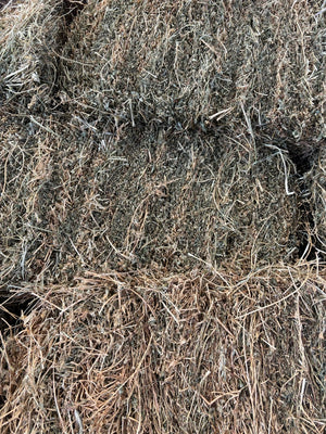 Lucerne Shedded