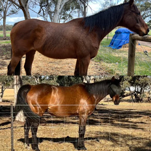 Stable-Ised Equine PractiBalance