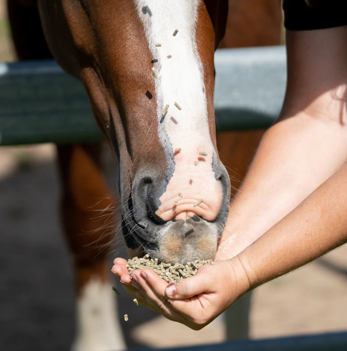 Stable-Ised Equine PractiCal