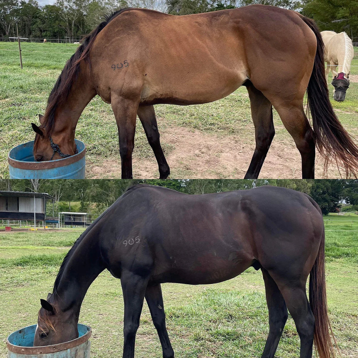 Stable-Ised Equine PractiCal