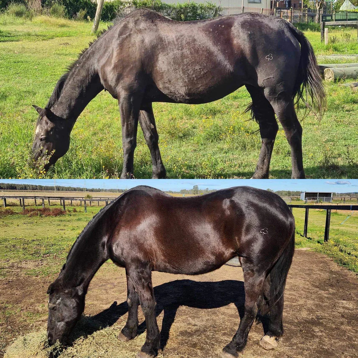 Stable-Ised Equine PractiCal