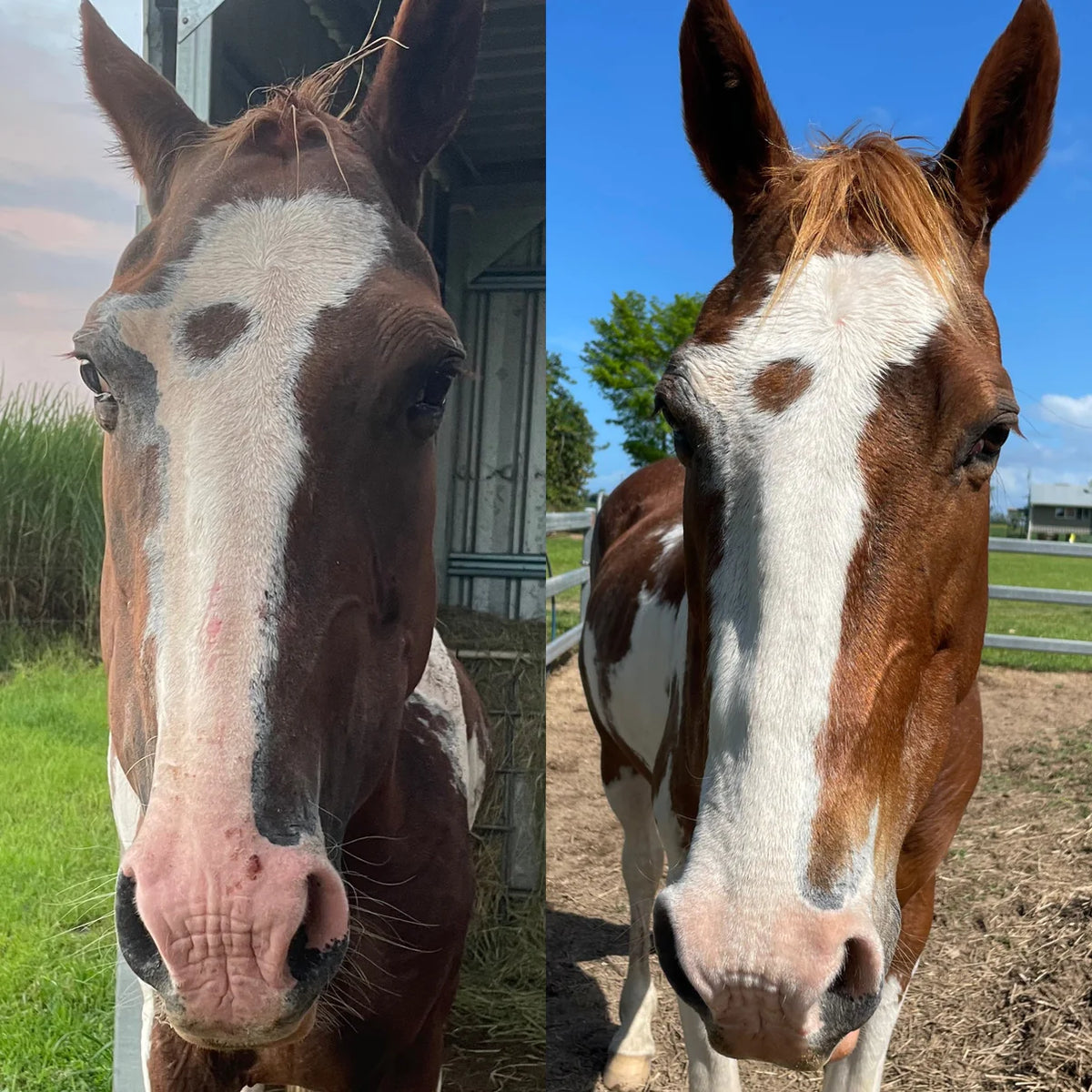 Stable-Ised Equine PractiCal