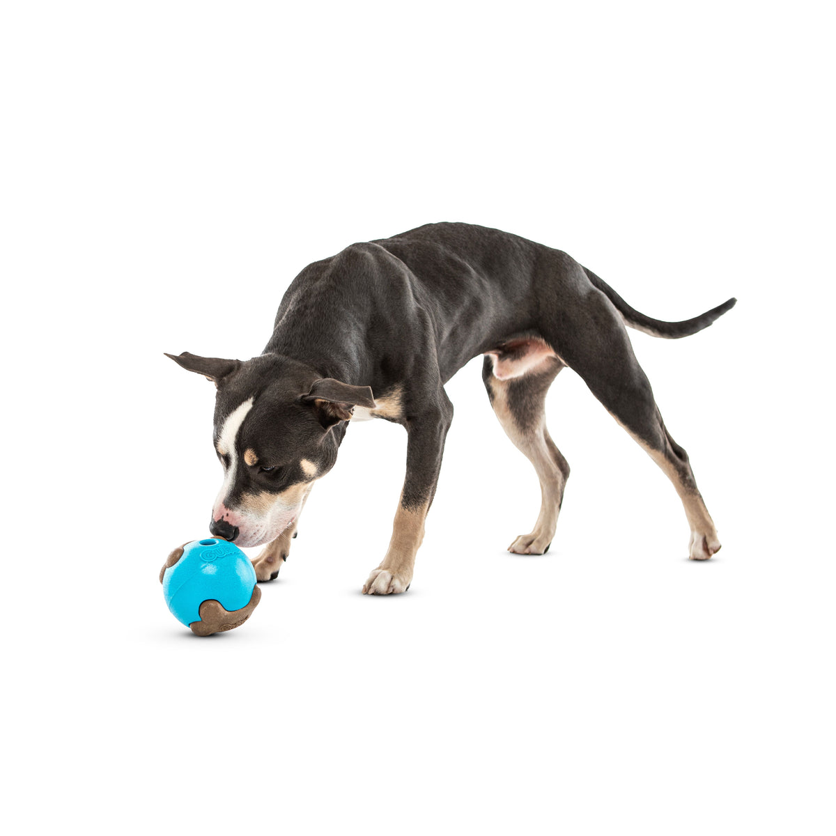 Guru Busy Ball Medium/Large Dog Toy