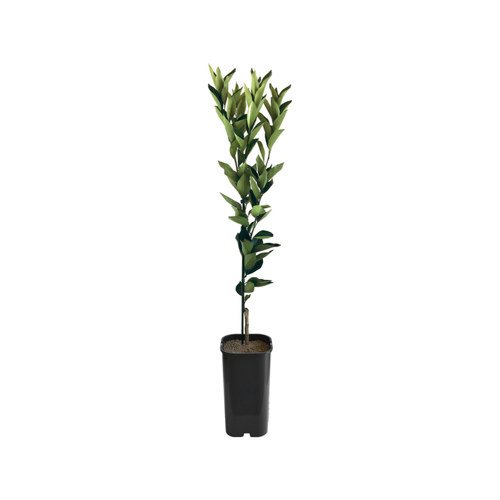 Orange - Valencia Grafted