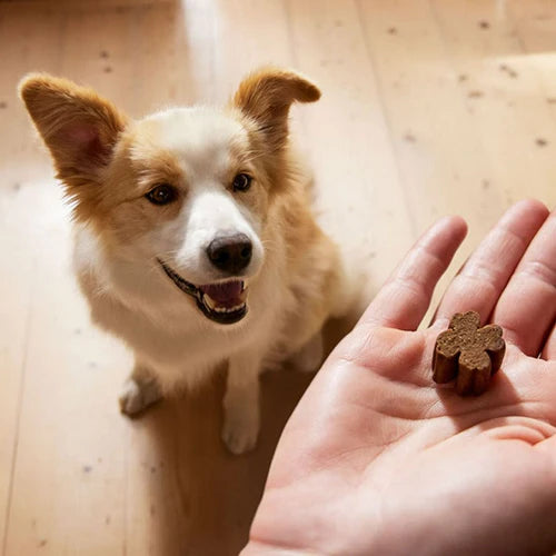 ZamiPet Allergy and Itch Dog Chews
