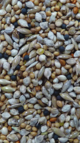 Avigrain Green Budgie Mix