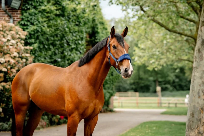 Horseware Signature Grooming Halter