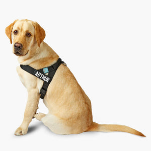 Dog Friendly Co Custom Name Patch