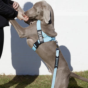 Dog Friendly Co Dog Harness