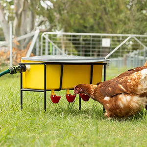 Bainbridge Automatic Chook Waterer