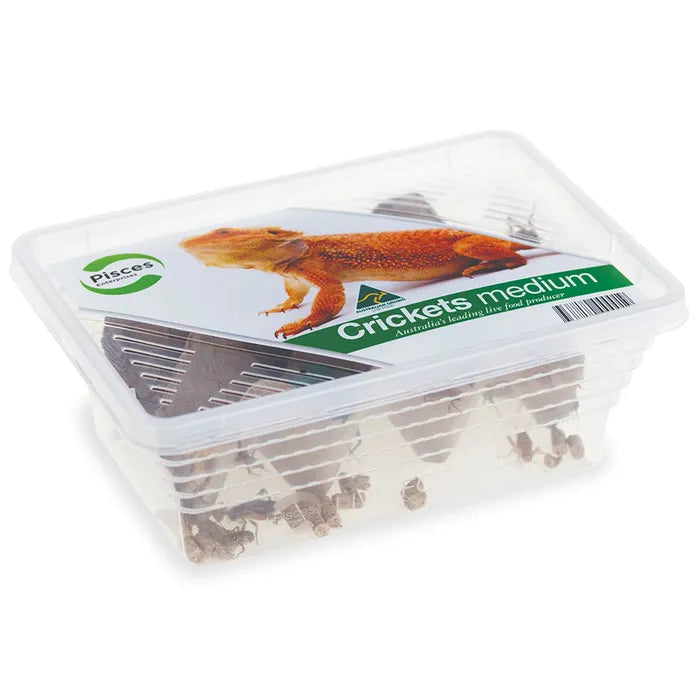 Pisces Live Crickets Medium Approx 30pk