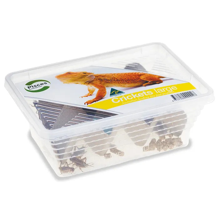 Pisces Live Crickets Large Approx 25pk