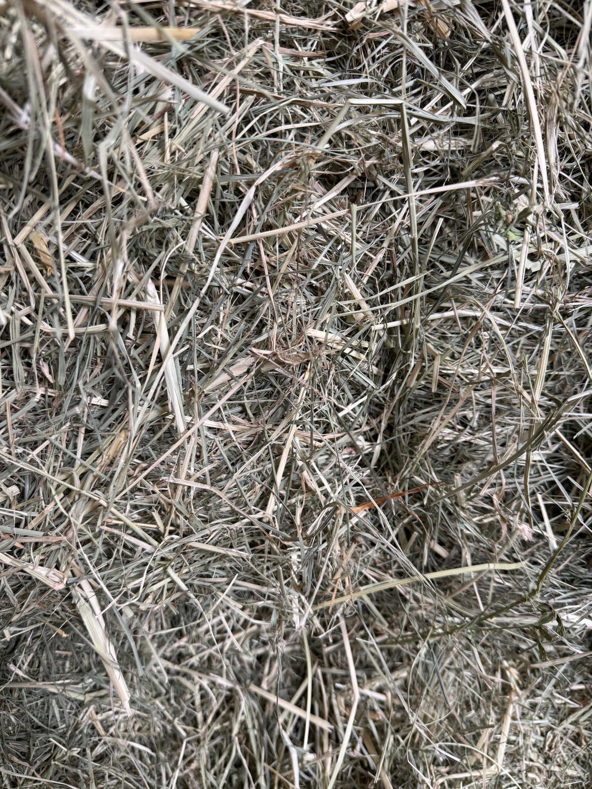First Rhodes Grass Hay