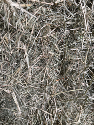 First Rhodes Grass Hay