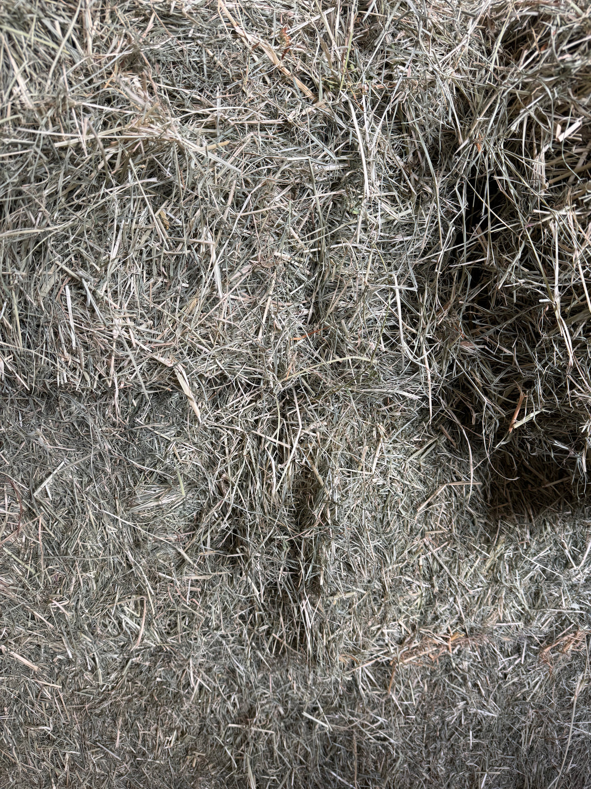 First Rhodes Grass Hay
