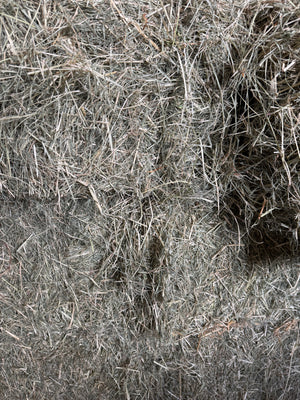 First Rhodes Grass Hay