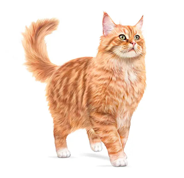 Royal Canin Cat Ageing 11+ Jelly Wet Cat Food