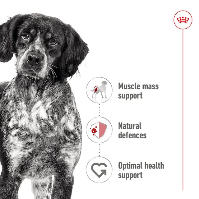 Royal Canin Medium Adult Wet Dog Food