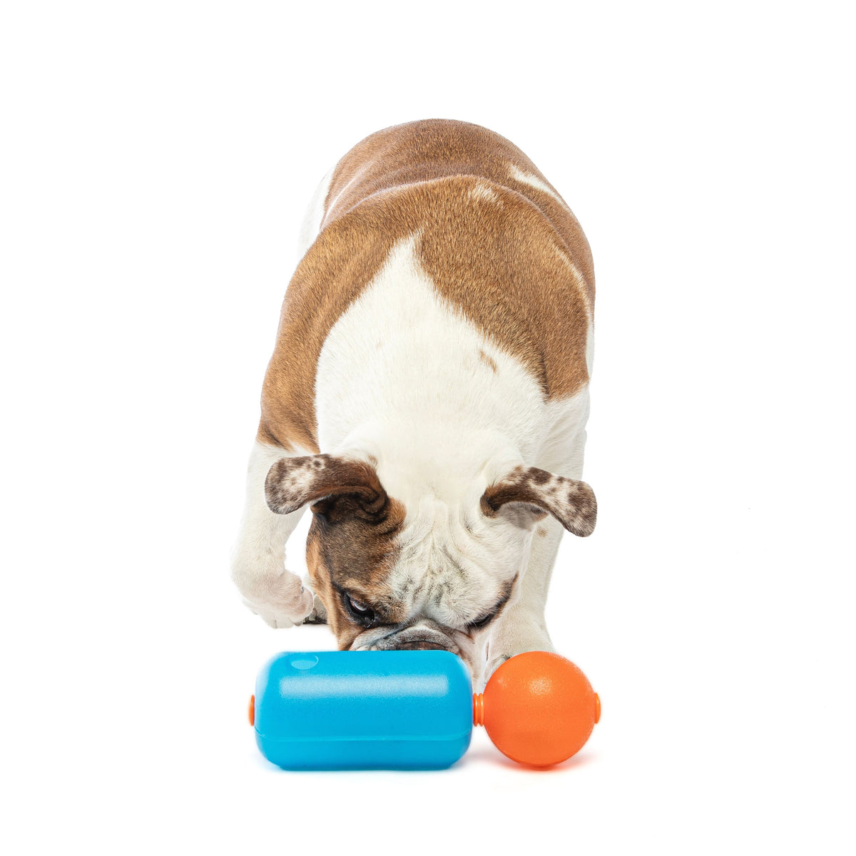 Guru Treat Challenger Medium Dog Toy