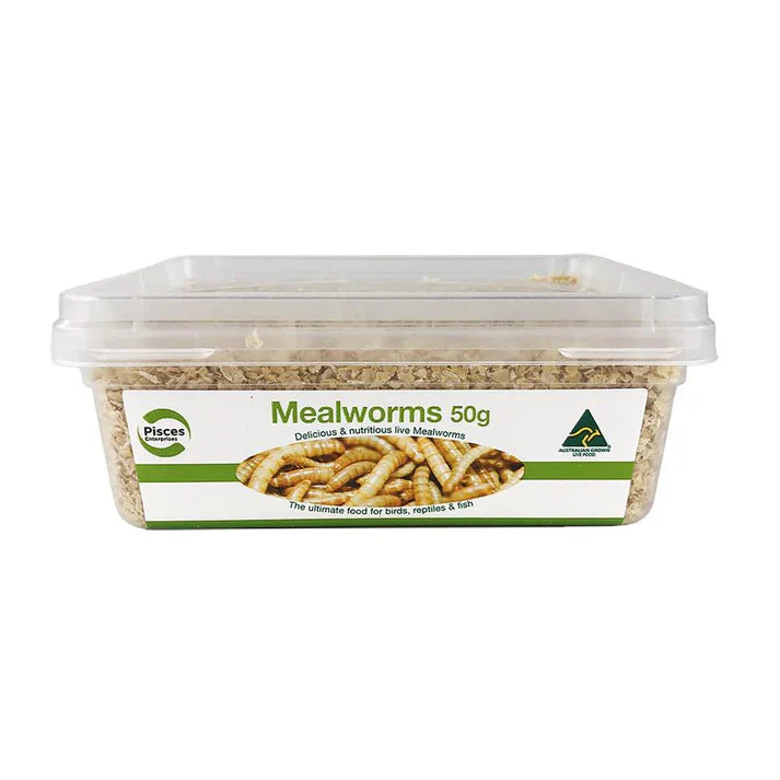 Pisces Live Mealworms Regular