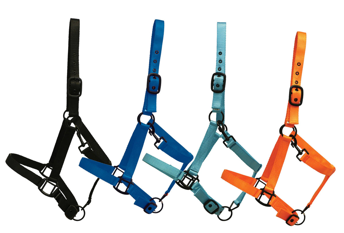 Rancher Halter with Black Detail