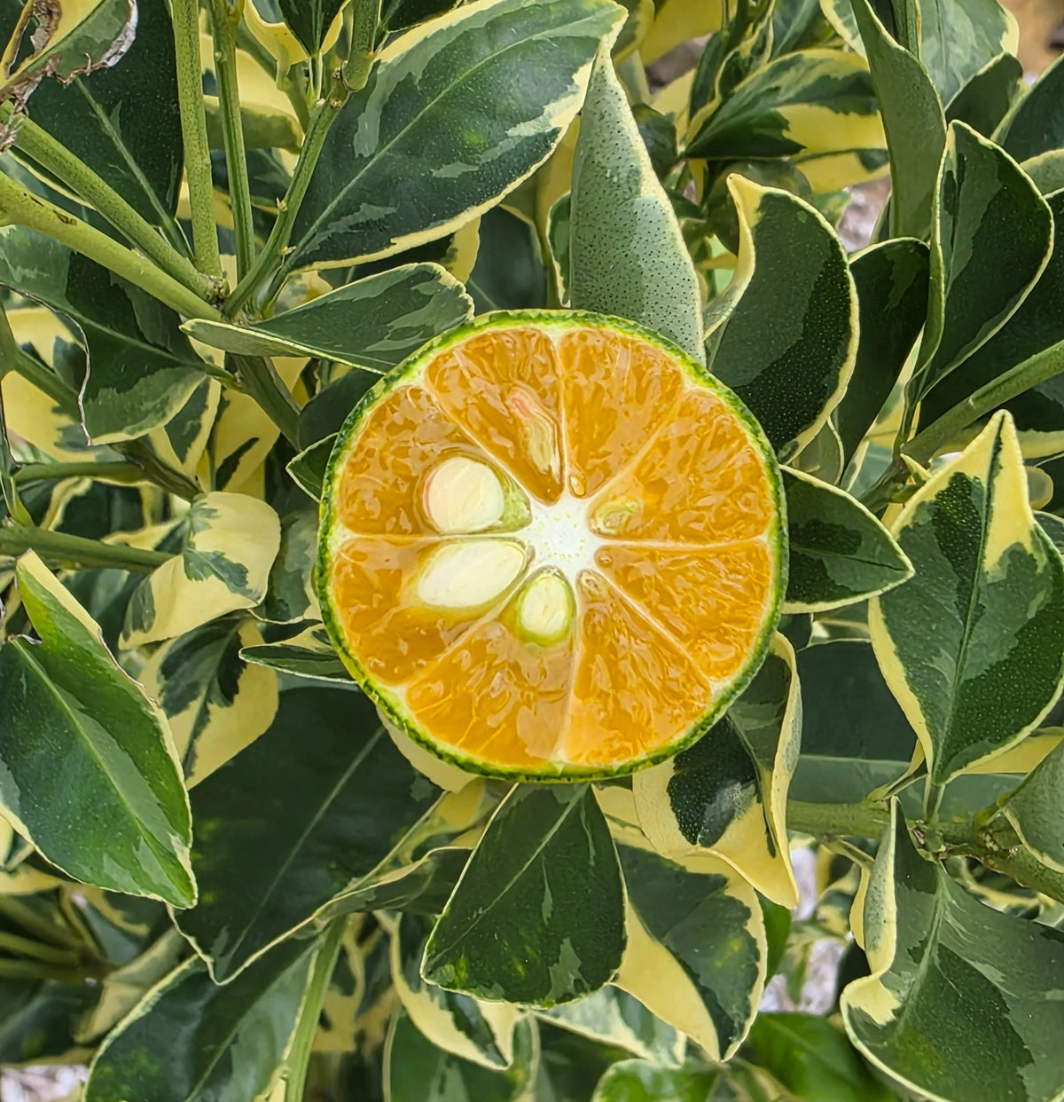 Kumquat - Variegated Calamondin Grafted