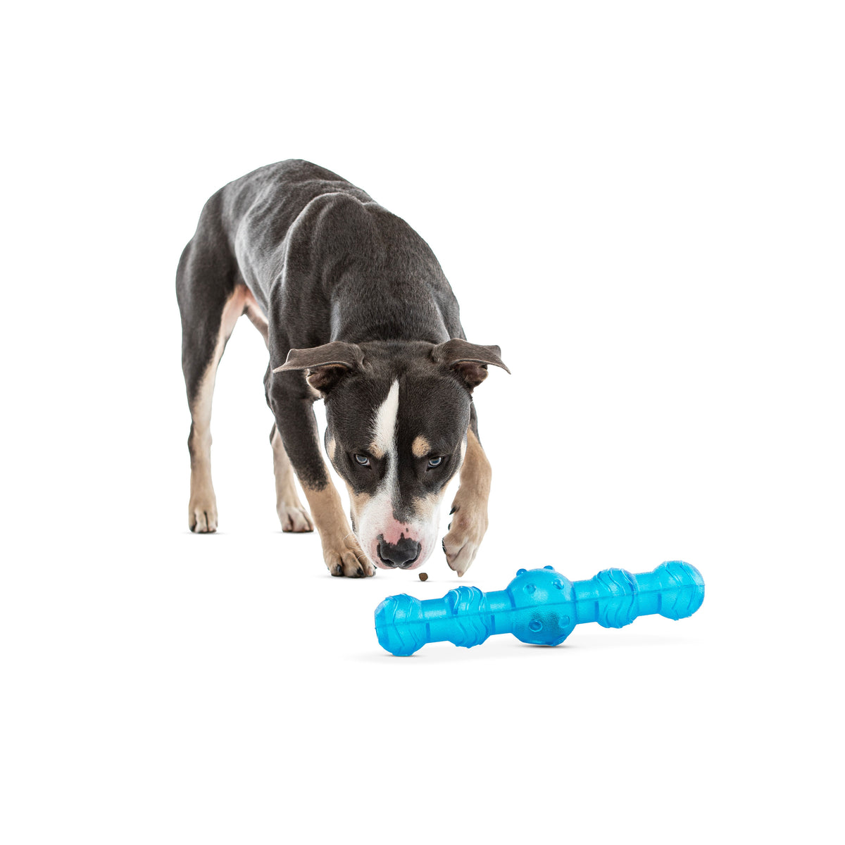 Guru Shaker Stick Medium/Large Dog Toy