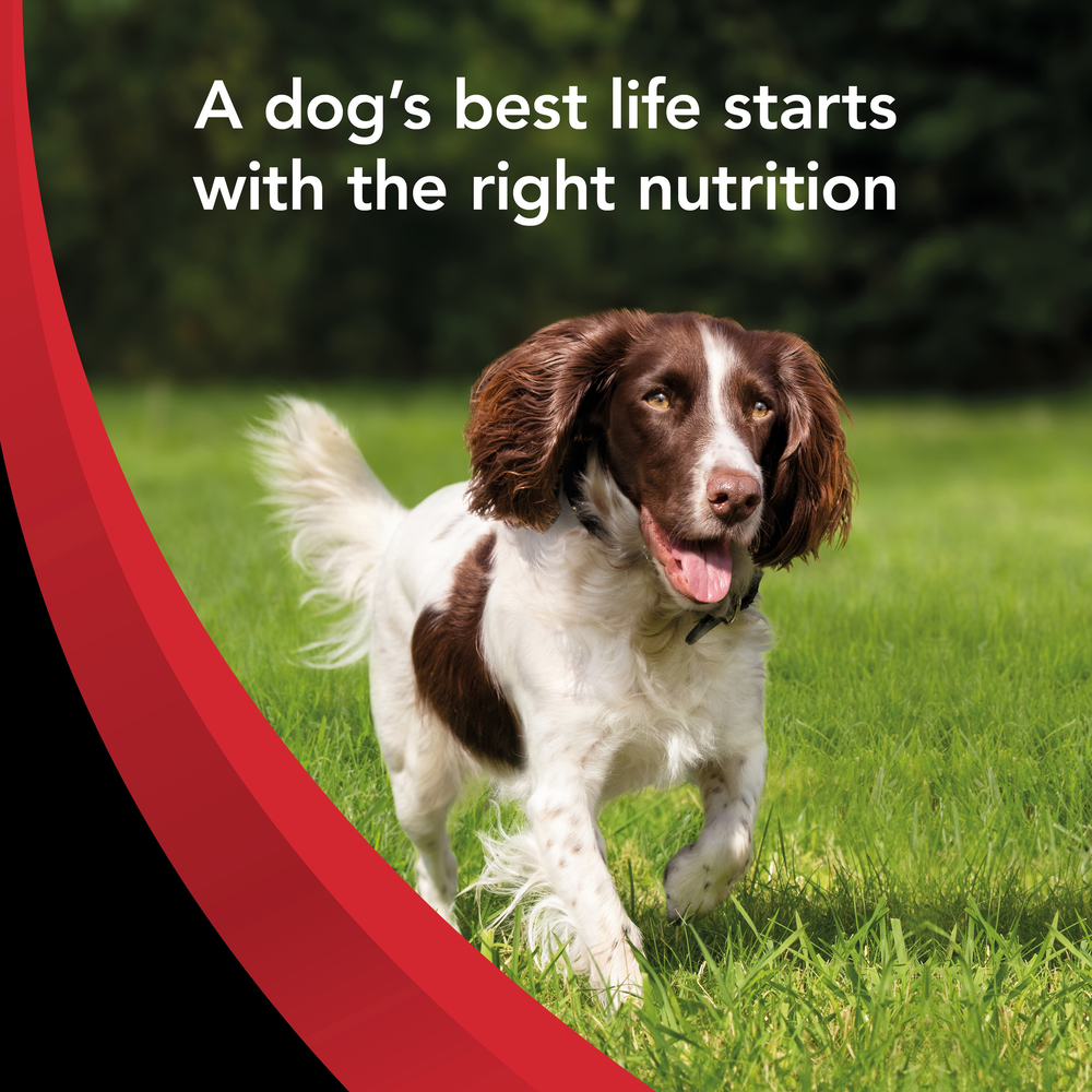 Supercoat Adult Beef Dry Dog Food