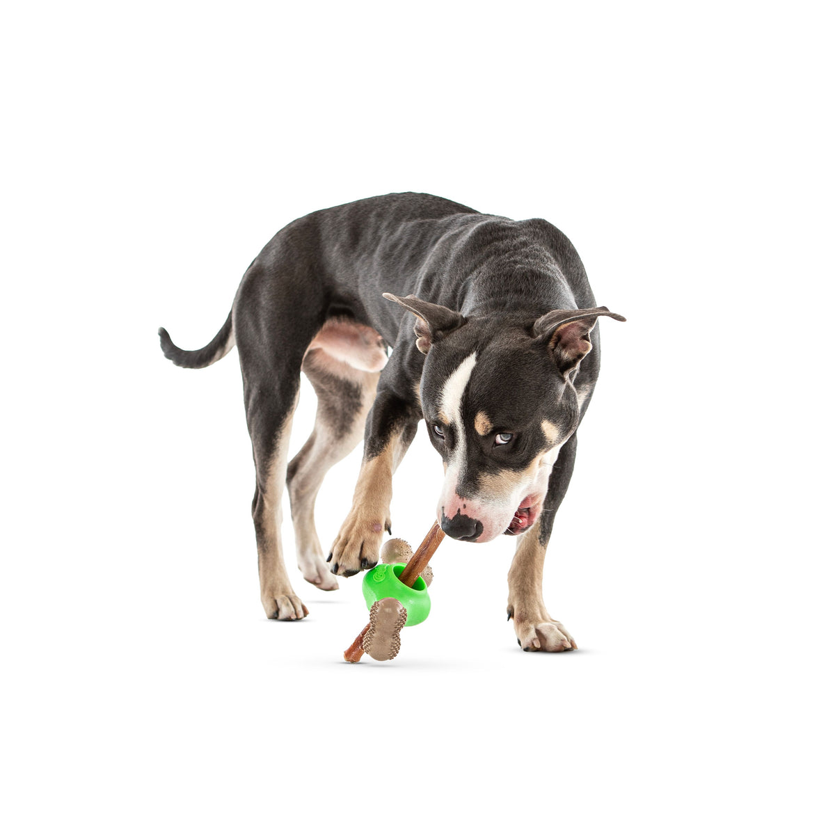 Guru Adjust-A-Chew Medium Dog Toy