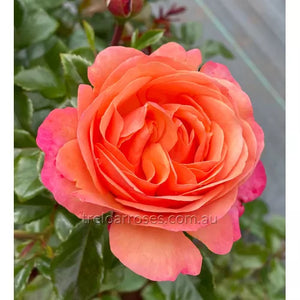 Bagged Bare Root Roses