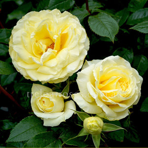 Bagged Bare Root Roses